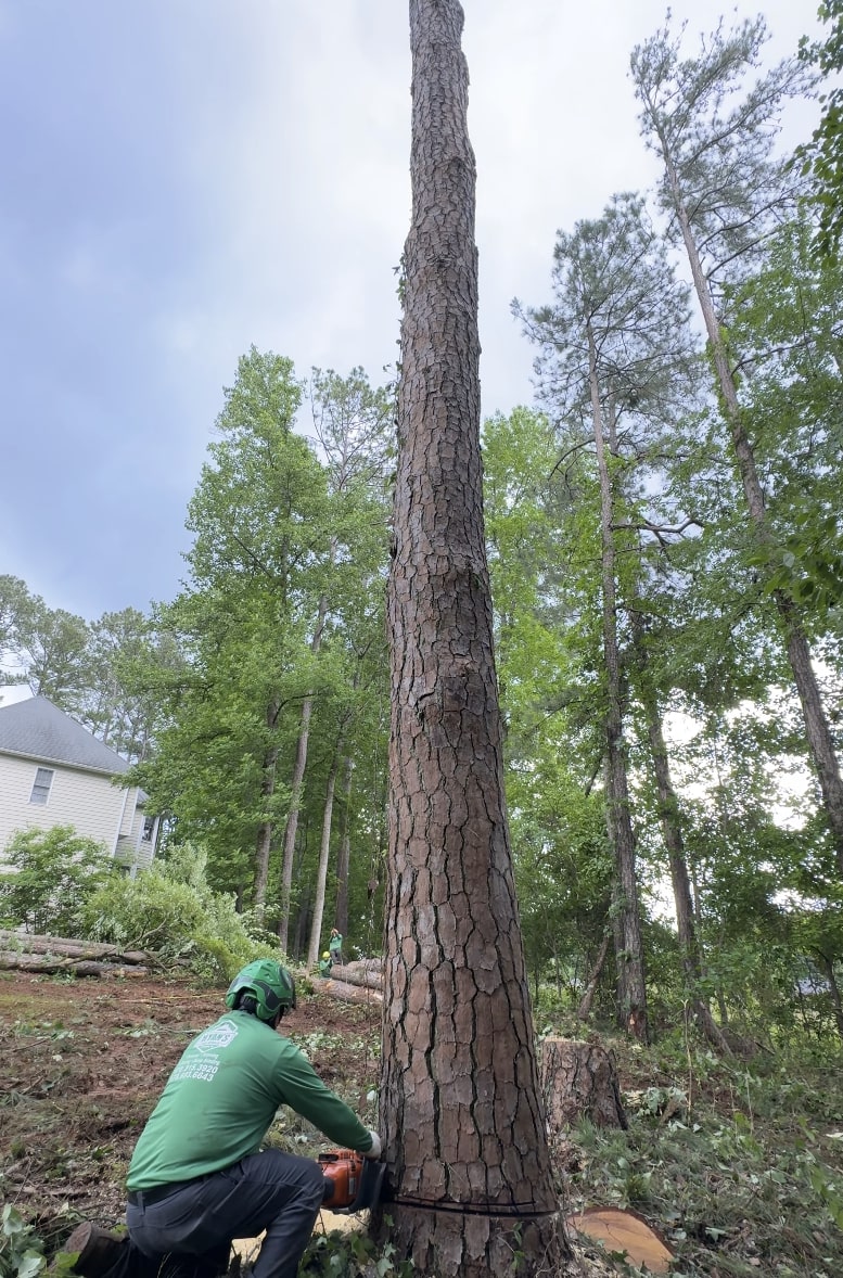 Tree Removal service in Richfield, MN