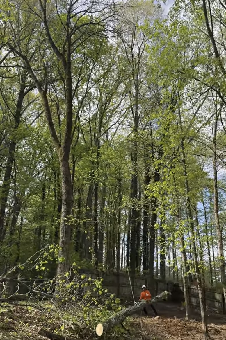 Arborist Consulting service in Richfield, MN